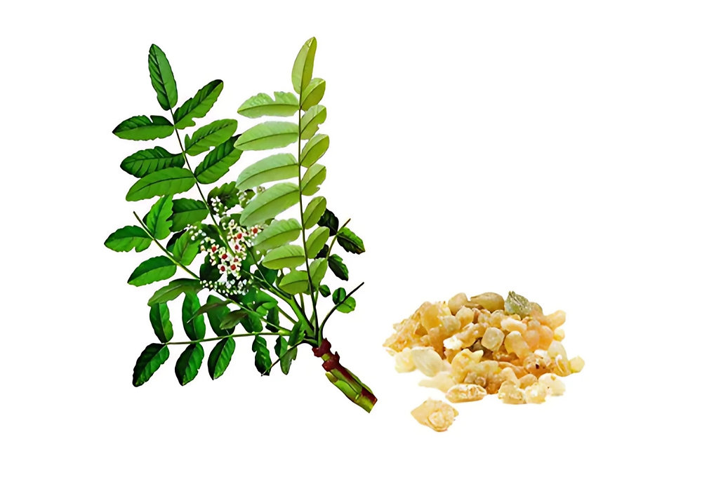 Boswellia serrata