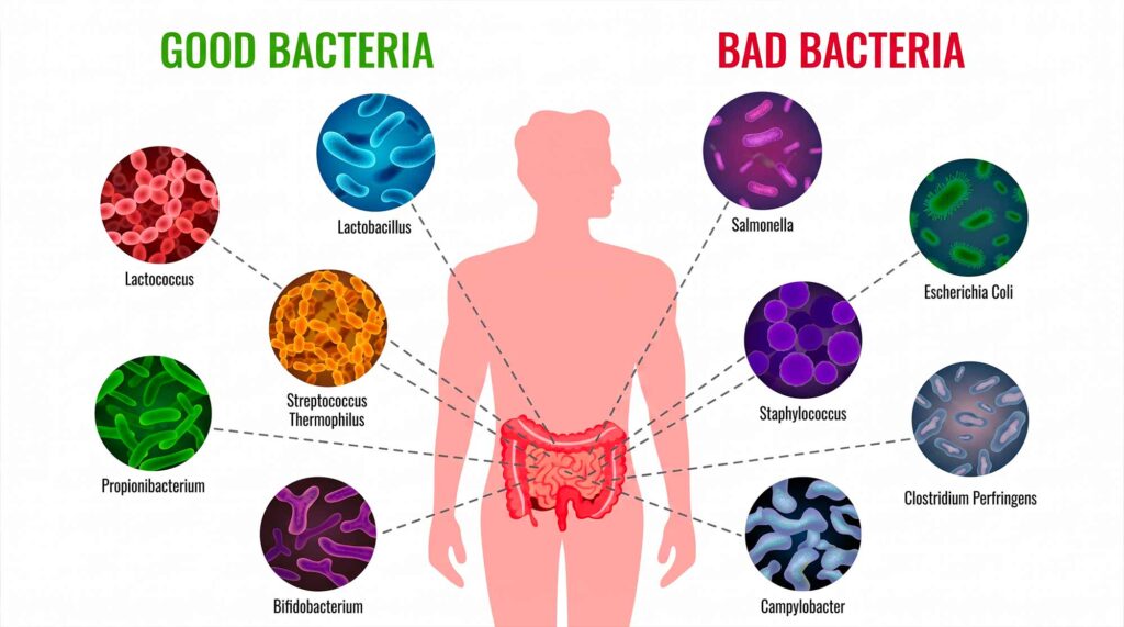 Naturopata per l'intestino: alimentazione e rimedi naturali